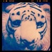 Ghost Tiger (@ghosttigermusic) Twitter profile photo