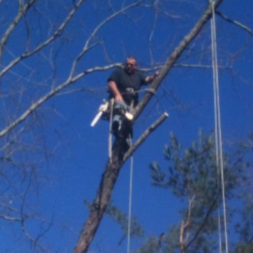 treetrimmer73's profile picture. 