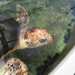 A public aquarium located in the Florida Panhandle in Panacea, FL!

Sea turtle rehabbing and releases, along with marine organisms found in the Gulf of Mexico!