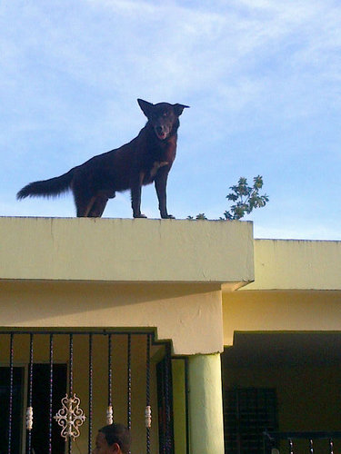 Limipaulino's profile picture. Soy De Republica Dominicana