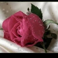 رتبهه دبلوماسيه (@zolemygacax) Twitter profile photo