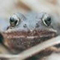 oa (@oa) 's Twitter Profile