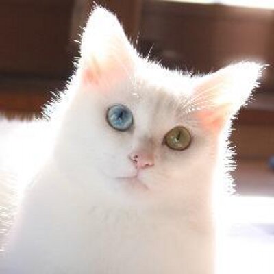 ぎん 猫下僕 Mino Ris セツちゃんが可愛くてフォローさせていただきました うちにも白猫が居ます ºwº 愛猫祭り楽しませてもらってます Http T Co B2sbwf1y5z ぎん 猫下僕 Mino Ris セツちゃんが可愛くてフォローさせていただきました うちにも白猫が居ます ºwº 愛猫祭り楽しませてもらってます Http T Co B2sbwf1y5z