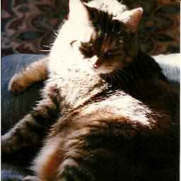 mszofv's profile picture. Objectivist~Optimist~Ordinary