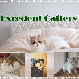 ExcedentCattery's profile picture. We have been breeding exotic shorthair/longhair since 2008.  Our breeding stocks are all from gorgeous lines with NW/BW/RW/DW/GC in their lines.