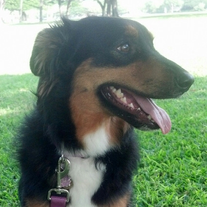 I like walks, doggie day care, cuddling on the couch, and barking loudly out the window.
