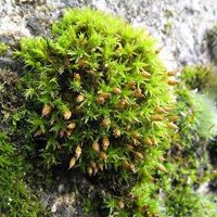 Tim Purches (@timpurches) 's Twitter Profile