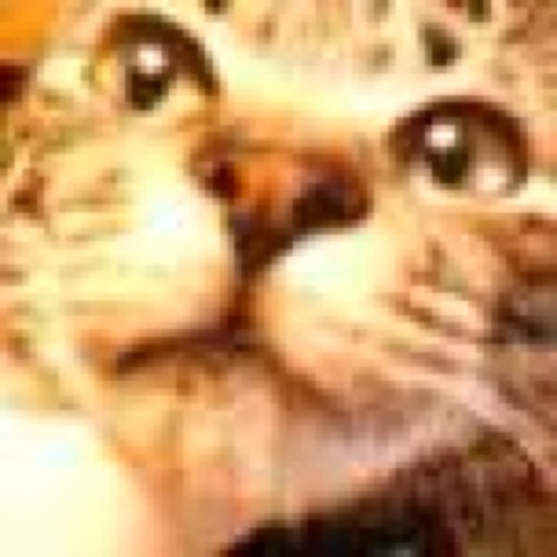 書店勤務。猫と本と酒。