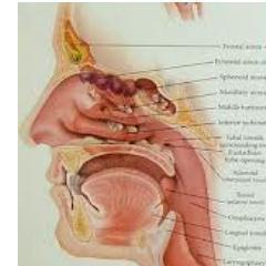 syndromedunezvi's profile picture. Victimes de la turbinectomie et autres interventions sur les cornets. Syndrome qui nous fait vivre un calvaire, des douleurs indescriptibles, sommeil perturbé