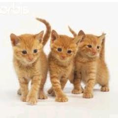 ♥ALLAH ; ♥ FAMILY, ♥ SDN Kaliabang Tengah 08 Bekasi , ♥.SMPN 19 Bekasi   always :D ♥, paling sayang sama.6.B dan 7.1 ...... ♥♥♥♥ My Pin 2ab1f873