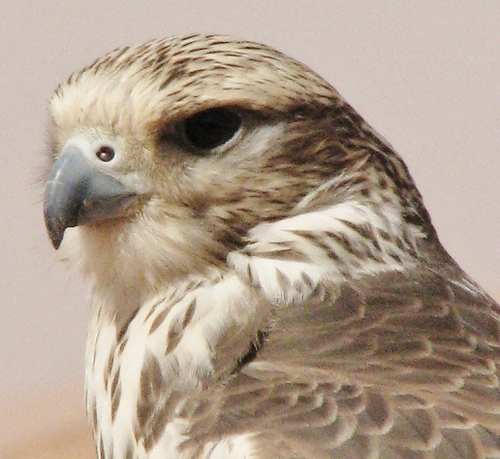‏‏مسلم عربي سعودي --- هواياتي الصقارة ، الرماية ، وامور اخرى  . . . محاولاتي الشعرية في (الإعجابات)
