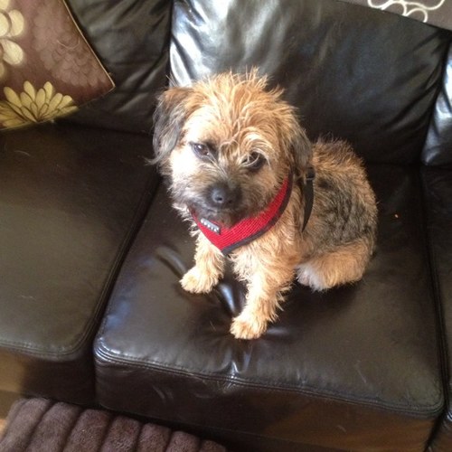 We have 2 beautiful Border Terriers called Darcy and Daisy and 7 cats!