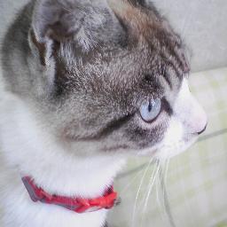 一時保護猫(*ΦωΦ*)の観察記録。福岡市西区で保護された猫を一時預かっています。飼い主さん捜索中です。この猫を近所で見かけた方いらっしゃいませんか？
