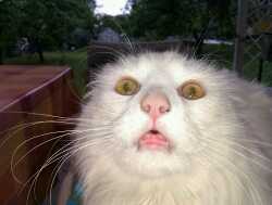 Imagine how fit I would be if I was actually hot like one direction.