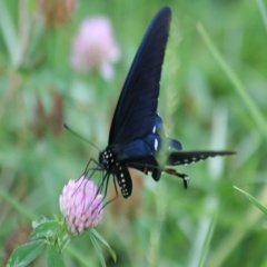 ChastityKemp2's profile picture. Random qotations and funny sayings, Always in for a good conversationx