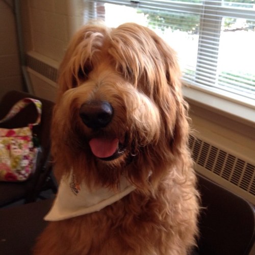 Follow the Human-Animal Bond; volunteer for Paws & Think; cert. in Animals in Human Health, DU Grad. School of Social Work:Institute for Human-Animal Connection