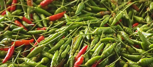 The local Indian population of the Fiji Islands call these Junglee Mircha, which in Hindi literally means Wild Pepper.