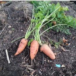 I'm a totally nerdy, gardening junkie, living large in the garden state.