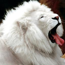 chsanthosh123's profile picture. 