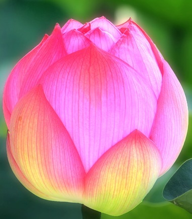 rightview2's profile picture. 