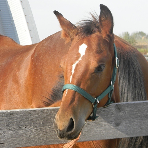 Family-run ranch, proud to carry on the Driftwood line of horses, home to other characters ... donkeys, goats and lots of fun!