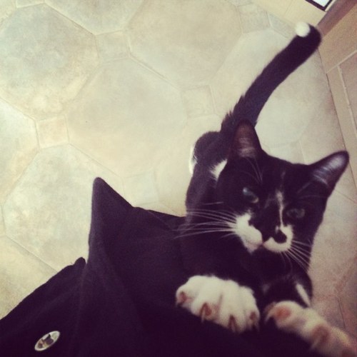 Birds flyin' high, you know how I feel...I'm feline gooood