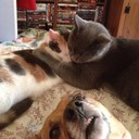 Amber Preston - @amberama1214 - Twitter