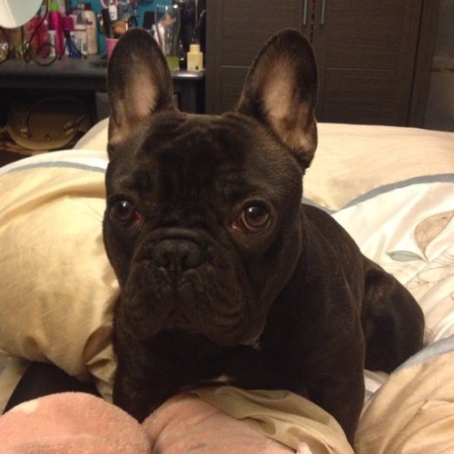 frenchieharry's profile picture. A French Bulldog who is 5 years old, love life especially my walks and of course my owners