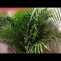 leucine rich (@lrrk2) 's Twitter Profile