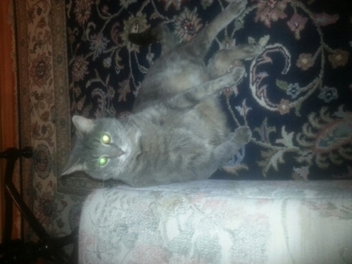 teiken's profile picture. Dad, Citrite, Earthling, Techno Geek