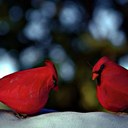 Lynn Bolser - @LynnBolser1 - Twitter