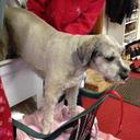 DannyBoy - @DannyDogShow - Twitter