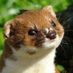 My name is Rachel but i go by Weasels because im n idiot