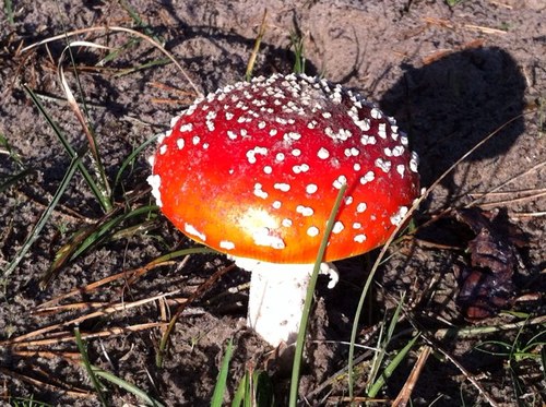 roelvaneerd's profile picture. 