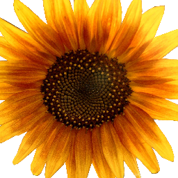 real_mckoy1's profile picture. Edit videos (corporate, web, commercials), Create Graphics, Decal Vehicles, Design Print Material and generally have a 'non-stop' life!