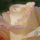 robin miranda - @robinmiranda13 - Twitter