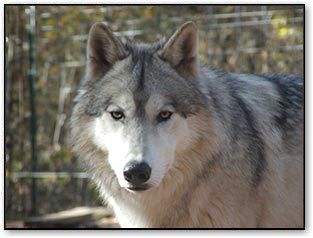 Here to help educate and offer sanctuary for wolfdogs that need new homes