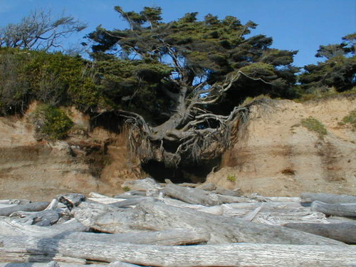 BARAmalgam's profile picture. Bay Area Resilience Amalgam- Grouping together for modern resilience.