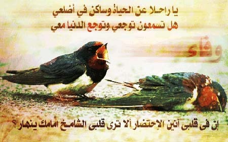 shadadali69's profile picture. 