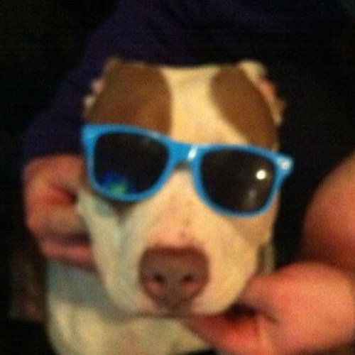 Jordan Lehman is my master. I like eating garbage and barking at the door. If your a fine lady dawg holla at me cause I still have my balls.  Puppy Love