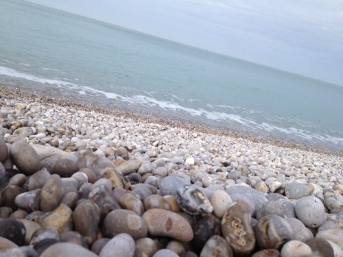 bhrblgnsn's profile picture.