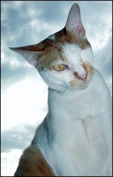 My_name_is_Moto's profile picture. Adopted, one-eyed street cat, living in Bangkok with Andrew and Tuk-Tuk.