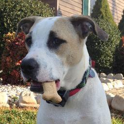 Save_Dogs_Cats Profile Picture