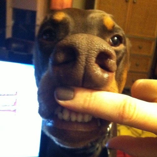 ermaguard_dog's profile picture. 