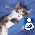 I'm the teenage cat of a wonderful loving family, I enjoy tuna, playing, pets, and posting on twitter. :)