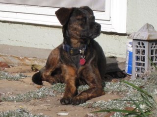 Caligrrrrl's profile picture. 