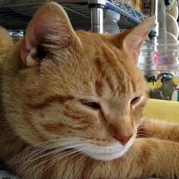 Astoria's favorite pet store! We carry a wide variety of pet products and organic food! Located right off the Astoria Blvd Stop! 29-20 Hoyt Ave Astoria NY 11102