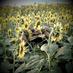 fontanaro (@fontanarofarm) Twitter profile photo