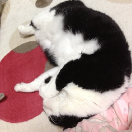 ❤お花、料理、ウサギ、リス 、猫 😽🌈 虹の橋組→天、ちょび、陸、九、くぅ🌈 元気組→😽白♂😽空︎︎ ♀😽海♂ 😽丸︎︎ ♀😽︎︎ぱっちゅ♂ ❤️世界中のにゃんずが幸せでありますように︎💕︎