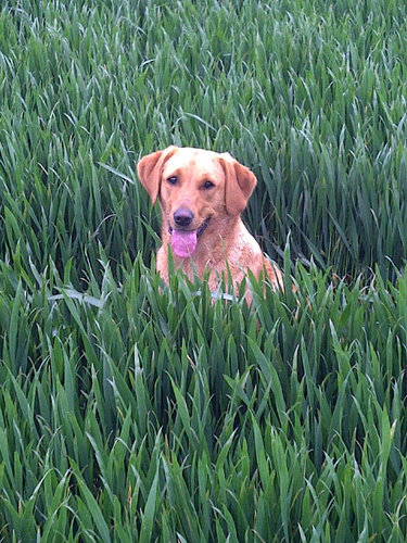 Agronomist in north-east England,